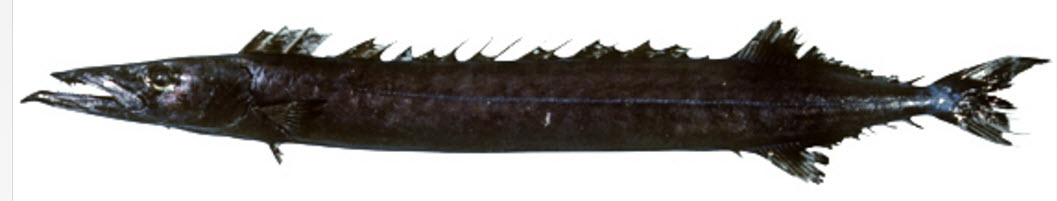 Nesiarchus nasutus_05.jpg